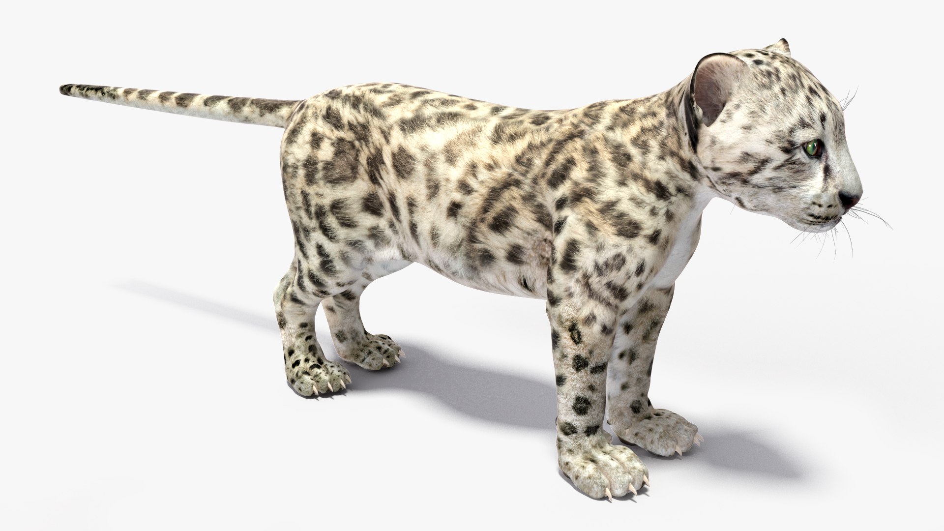Snow Leopard Cub Rigged for Maya 3D model preview