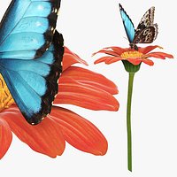 Morpho Peleides Butterfly on Tithonia Red Torch Fur