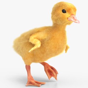 Baby Duckling Accelerates Animated Fur Rigged For Blender