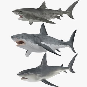 3D model rigged sharks