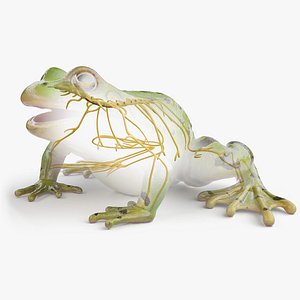 3D model Frog Body Skeleton and Nerves Static