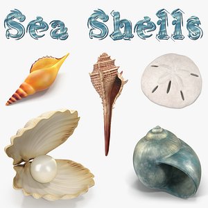 Sea Shells 3D Models Collection 2