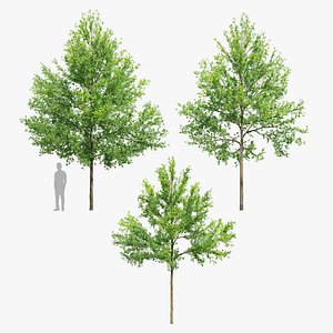 Pine oak 03