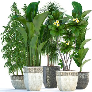 exotic plants 3D model