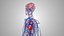 3D model Cardiovascular lymphatic nervous System