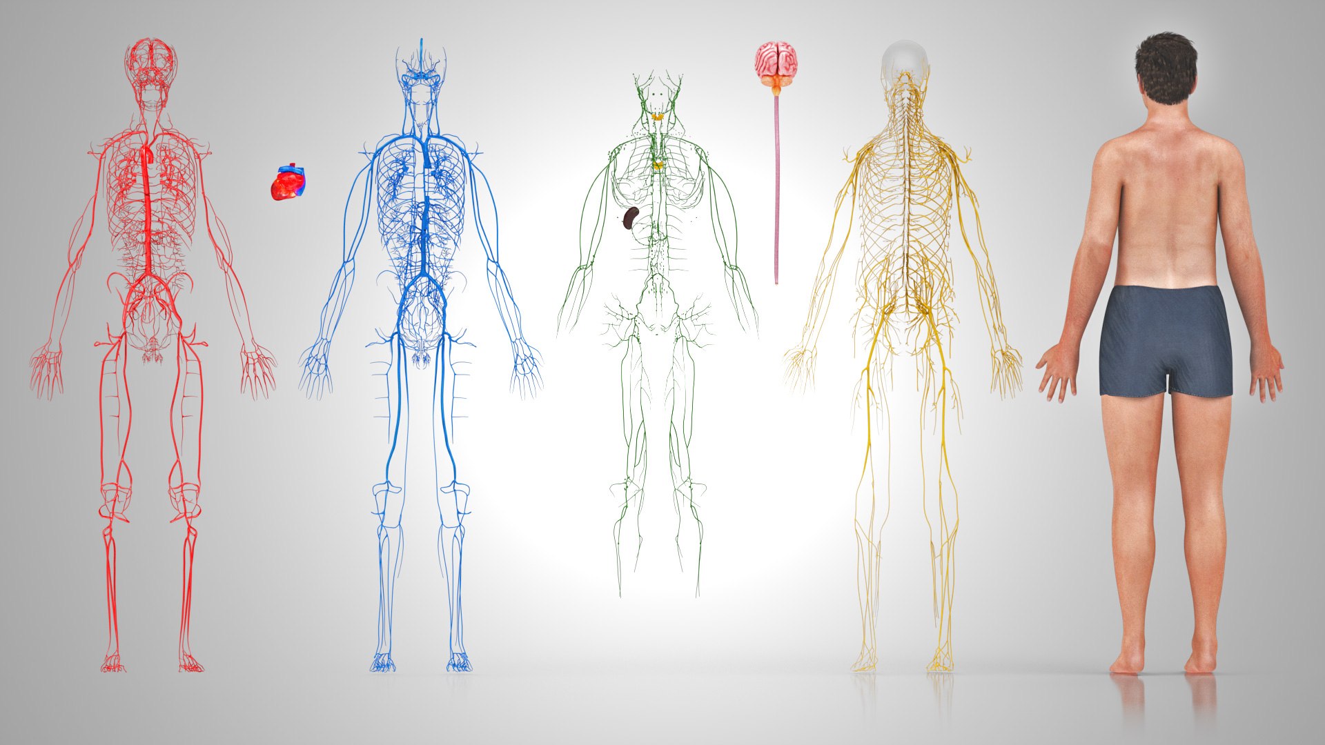 3D model Cardiovascular lymphatic nervous System https://p.turbosquid.com/ts-thumb/fz/PvZhUs/7B/cardiovascularlymphaticnervousveinsarteriesheart_00048/jpg/1657890057/1920x1080/fit_q87/f84739fa3be41f1ec13dd13cf47b6969b2a0f49a/cardiovascularlymphaticnervousveinsarteriesheart_00048.jpg