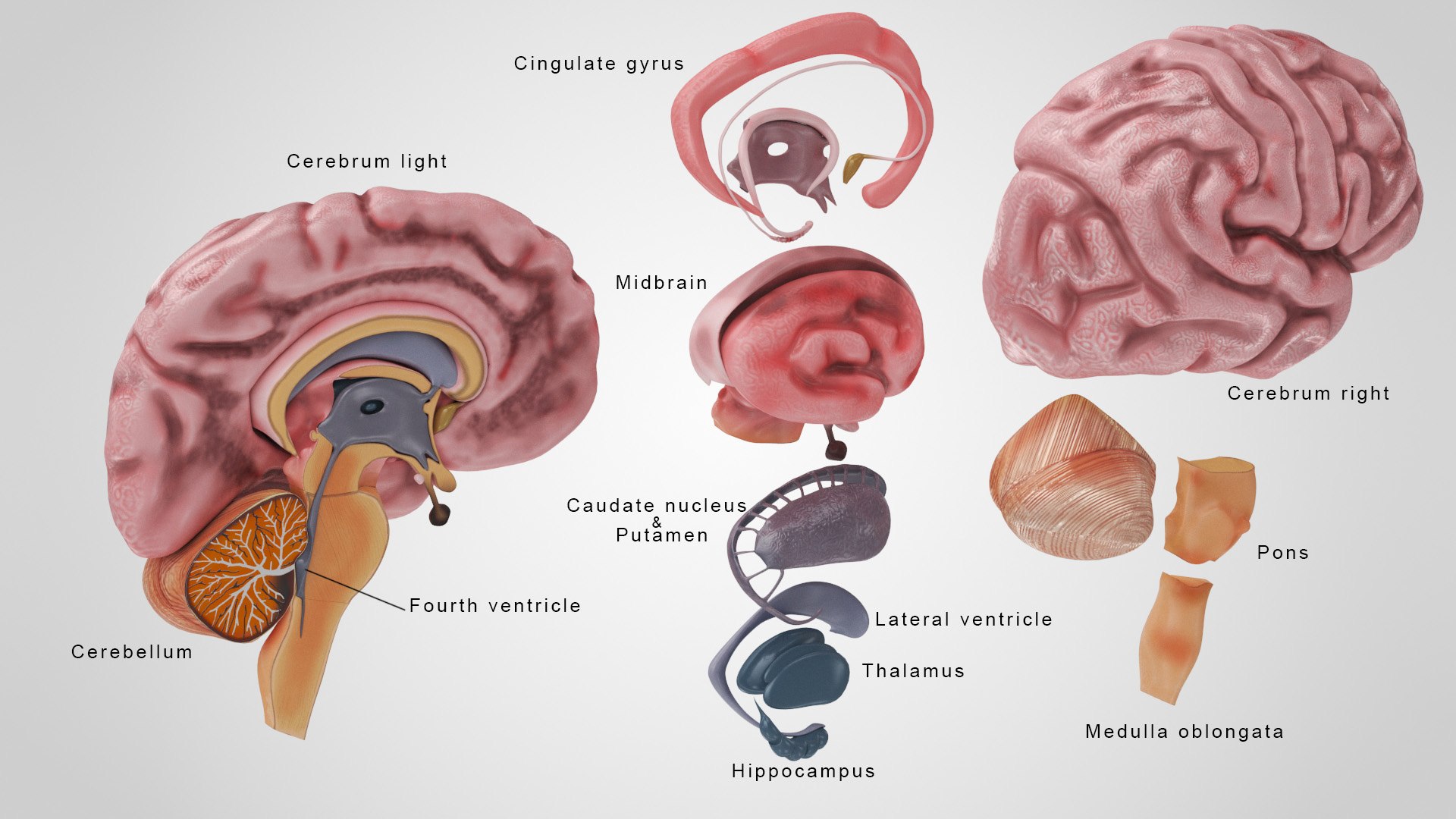3D model Cardiovascular lymphatic nervous System https://p.turbosquid.com/ts-thumb/fz/PvZhUs/8B/brainanatomy5/jpg/1657890256/1920x1080/fit_q87/9bf2bc63e0ea0059d4d59fc85697a8519281fa62/brainanatomy5.jpg