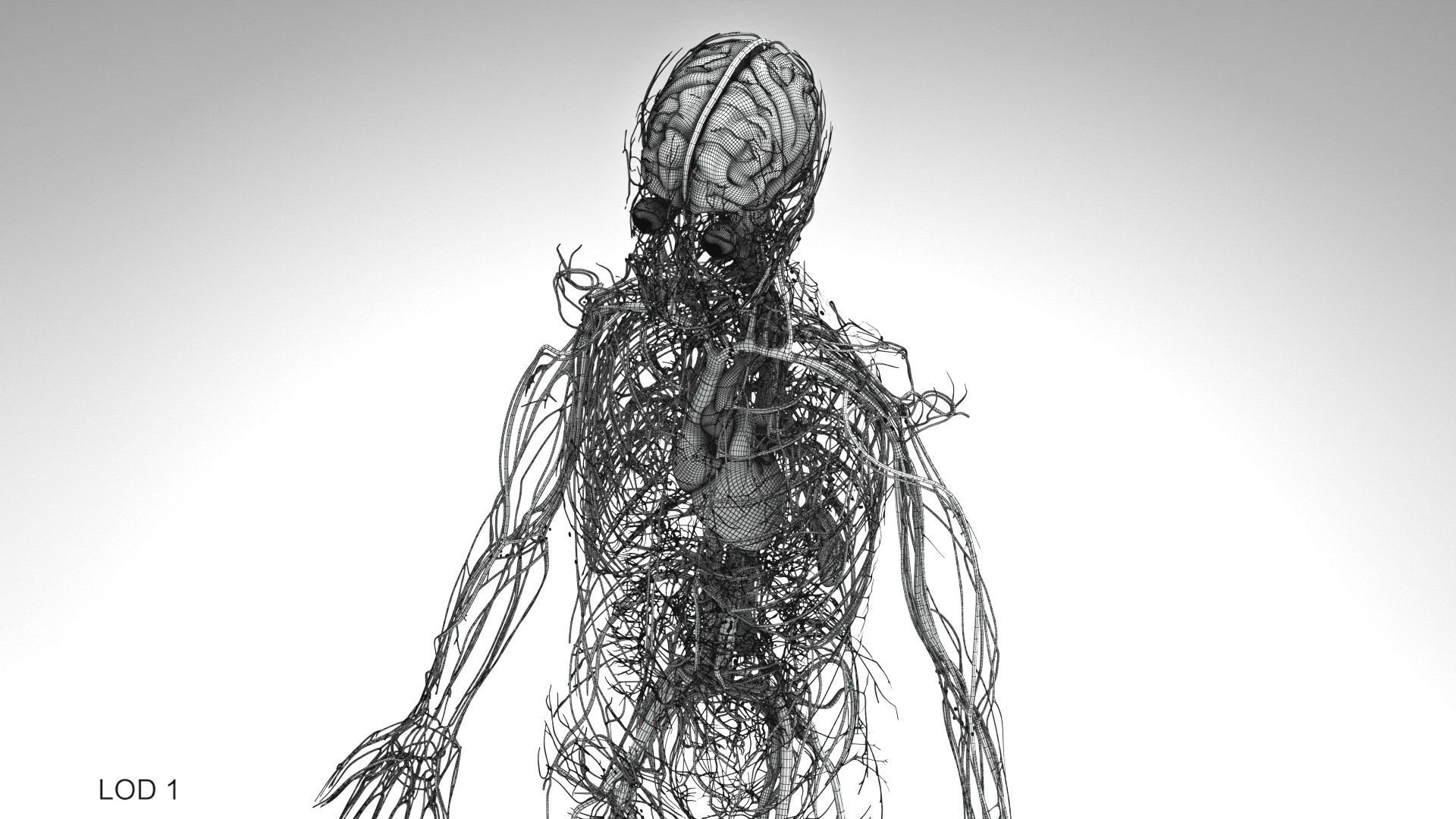 3D model Cardiovascular lymphatic nervous System https://p.turbosquid.com/ts-thumb/fz/PvZhUs/92/cardiovascularlymphaticnervousveinsarteriesheart_00018/jpg/1657890100/1920x1080/fit_q87/2e568a2c5023e396f085300a0fc5ca53ff6a9705/cardiovascularlymphaticnervousveinsarteriesheart_00018.jpg