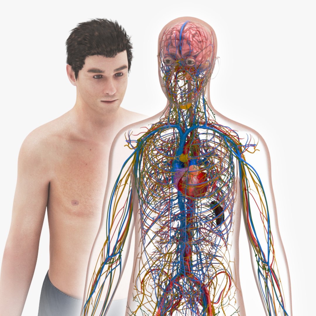 3D model Cardiovascular lymphatic nervous System https://p.turbosquid.com/ts-thumb/fz/PvZhUs/9e/sig16/jpg/1657890010/1920x1080/fit_q87/458c7804f1e291f41f06254d3890165ff273e8dc/sig16.jpg