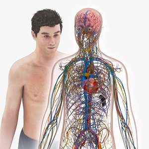 3D model Cardiovascular lymphatic nervous System