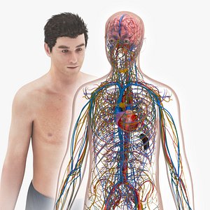 Cardiovascular lymphatic nervous System