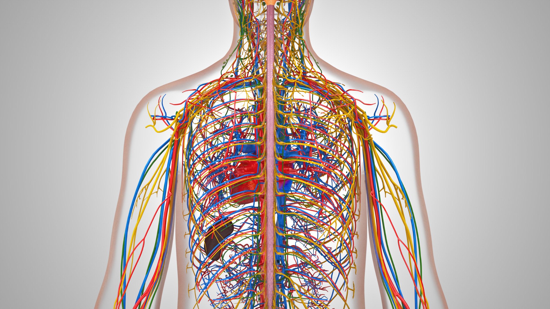 3D model Cardiovascular lymphatic nervous System https://p.turbosquid.com/ts-thumb/fz/PvZhUs/A4/cardiovascularlymphaticnervousveinsarteriesheart_00042/jpg/1657890053/1920x1080/fit_q87/6c5cd0d740ab4fe44d358064eb57594c343fbe4b/cardiovascularlymphaticnervousveinsarteriesheart_00042.jpg