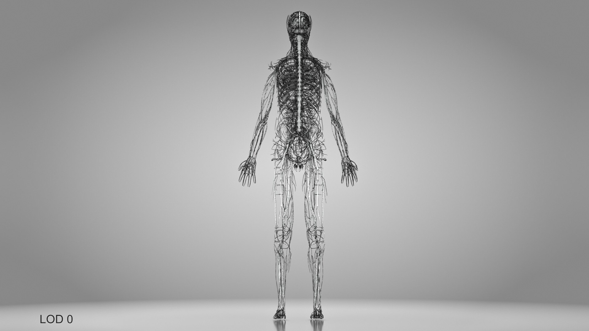 3D model Cardiovascular lymphatic nervous System https://p.turbosquid.com/ts-thumb/fz/PvZhUs/AK/cardiovascularlymphaticnervousveinsarteriesheart_00021/jpg/1657890100/1920x1080/fit_q87/f73373b8c9790d9cb17316a2356bbe91e9cb1909/cardiovascularlymphaticnervousveinsarteriesheart_00021.jpg