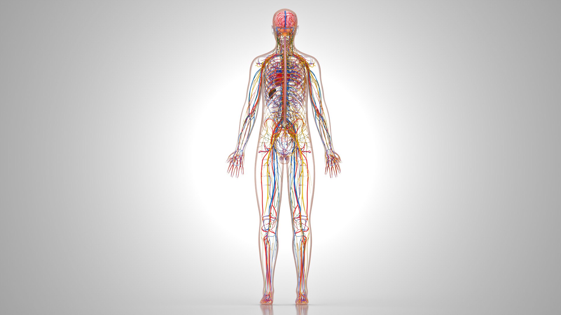 3D model Cardiovascular lymphatic nervous System https://p.turbosquid.com/ts-thumb/fz/PvZhUs/AM/cardiovascularlymphaticnervousveinsarteriesheart_00036/jpg/1657890051/1920x1080/fit_q87/d250d7beae2eec45bdca52a91e7a674e6032f66f/cardiovascularlymphaticnervousveinsarteriesheart_00036.jpg