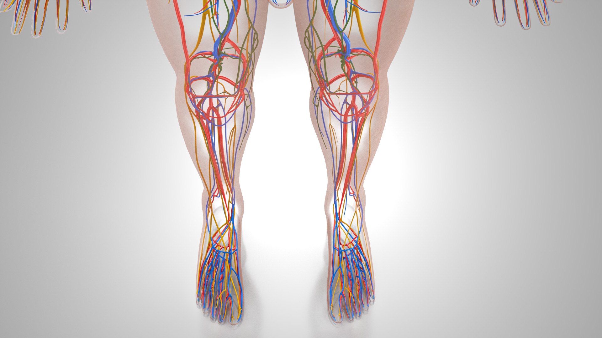 3D model Cardiovascular lymphatic nervous System https://p.turbosquid.com/ts-thumb/fz/PvZhUs/Aq/cardiovascularlymphaticnervousveinsarteriesheart_00045/jpg/1657890055/1920x1080/fit_q87/fffb2e1223418771761e8411d6168bccbb1a0ec9/cardiovascularlymphaticnervousveinsarteriesheart_00045.jpg