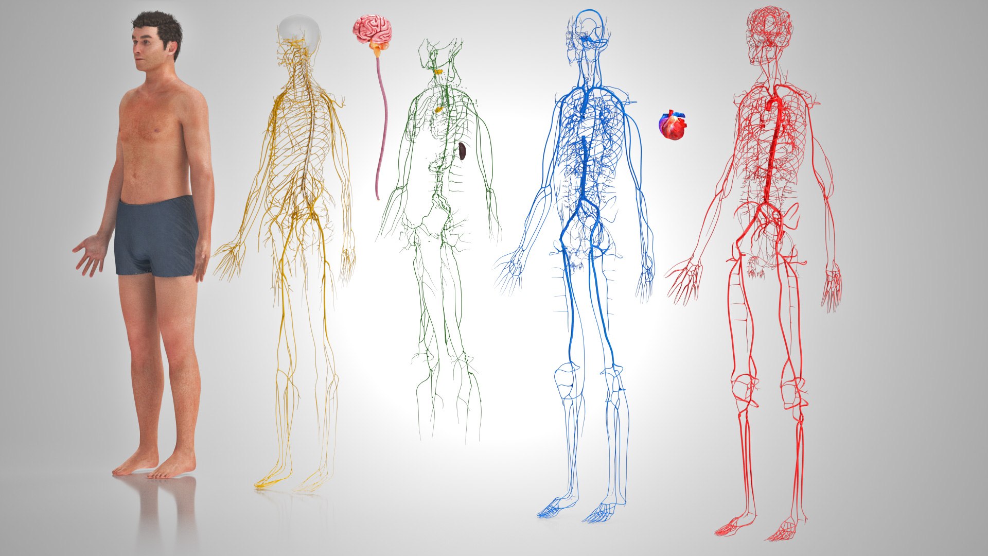 3D model Cardiovascular lymphatic nervous System https://p.turbosquid.com/ts-thumb/fz/PvZhUs/Df/cardiovascularlymphaticnervousveinsarteriesheart_00046/jpg/1657890057/1920x1080/fit_q87/14ba8fbf221dadbde2da15019f556027d3903ccb/cardiovascularlymphaticnervousveinsarteriesheart_00046.jpg