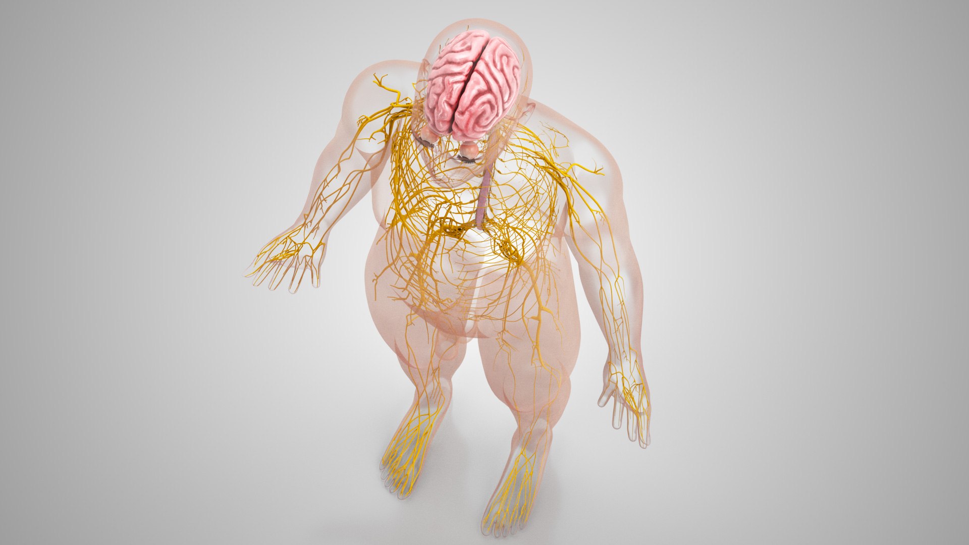 3D model Cardiovascular lymphatic nervous System https://p.turbosquid.com/ts-thumb/fz/PvZhUs/IY/brainandnervoussystem_0028/jpg/1657890244/1920x1080/fit_q87/2acf6137a0d3b43539f3a4764375009040166e88/brainandnervoussystem_0028.jpg