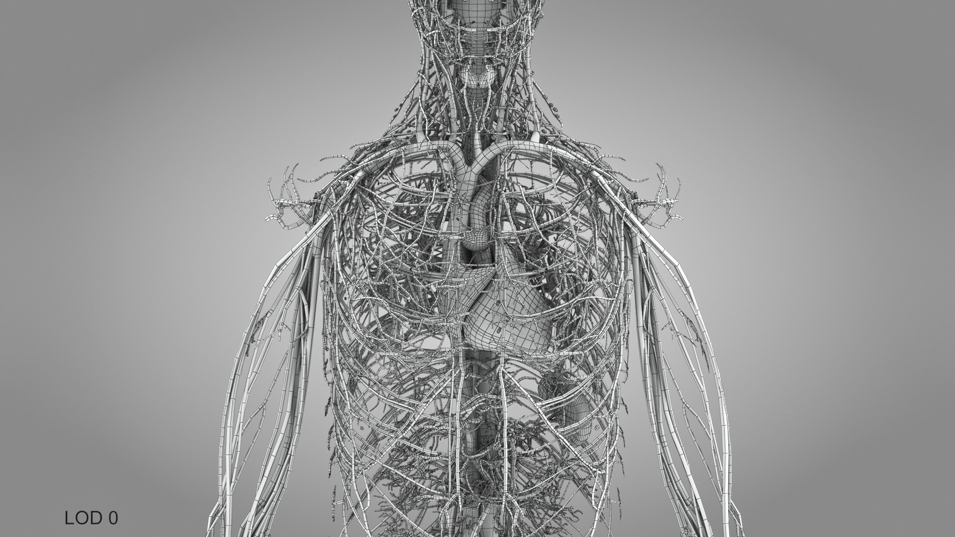 3D model Cardiovascular lymphatic nervous System https://p.turbosquid.com/ts-thumb/fz/PvZhUs/Lz/cardiovascularlymphaticnervousveinsarteriesheart_00031/jpg/1657890105/1920x1080/fit_q87/eccff07a70d0c9c00a4dc30172d0a01ac56ceea0/cardiovascularlymphaticnervousveinsarteriesheart_00031.jpg
