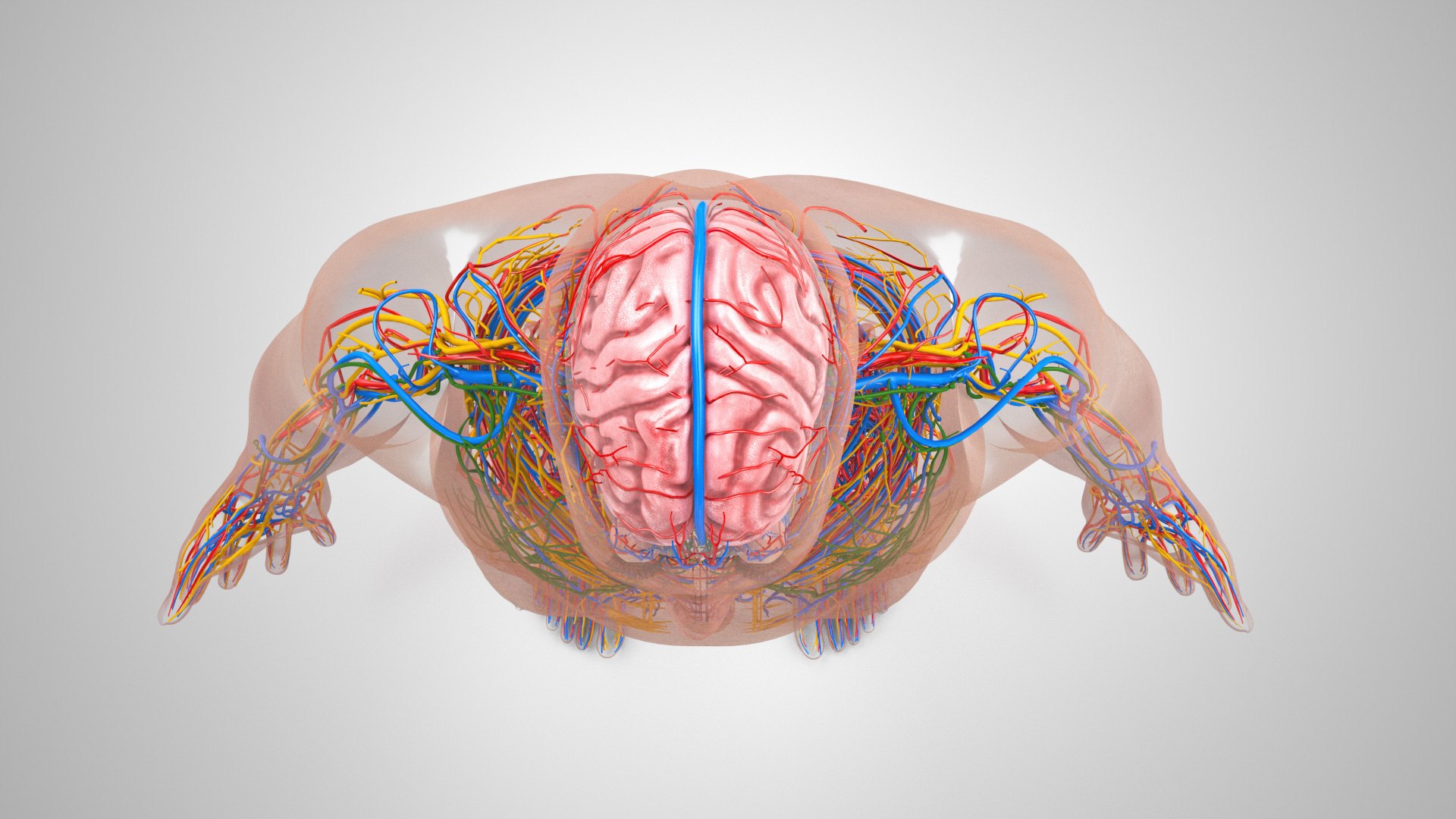 3D model Cardiovascular lymphatic nervous System https://p.turbosquid.com/ts-thumb/fz/PvZhUs/Mt/cardiovascularlymphaticnervousveinsarteriesheart_00038/jpg/1657890051/1920x1080/fit_q87/522952cfd84c6ceccf4137b8fc4ac10615784ed7/cardiovascularlymphaticnervousveinsarteriesheart_00038.jpg