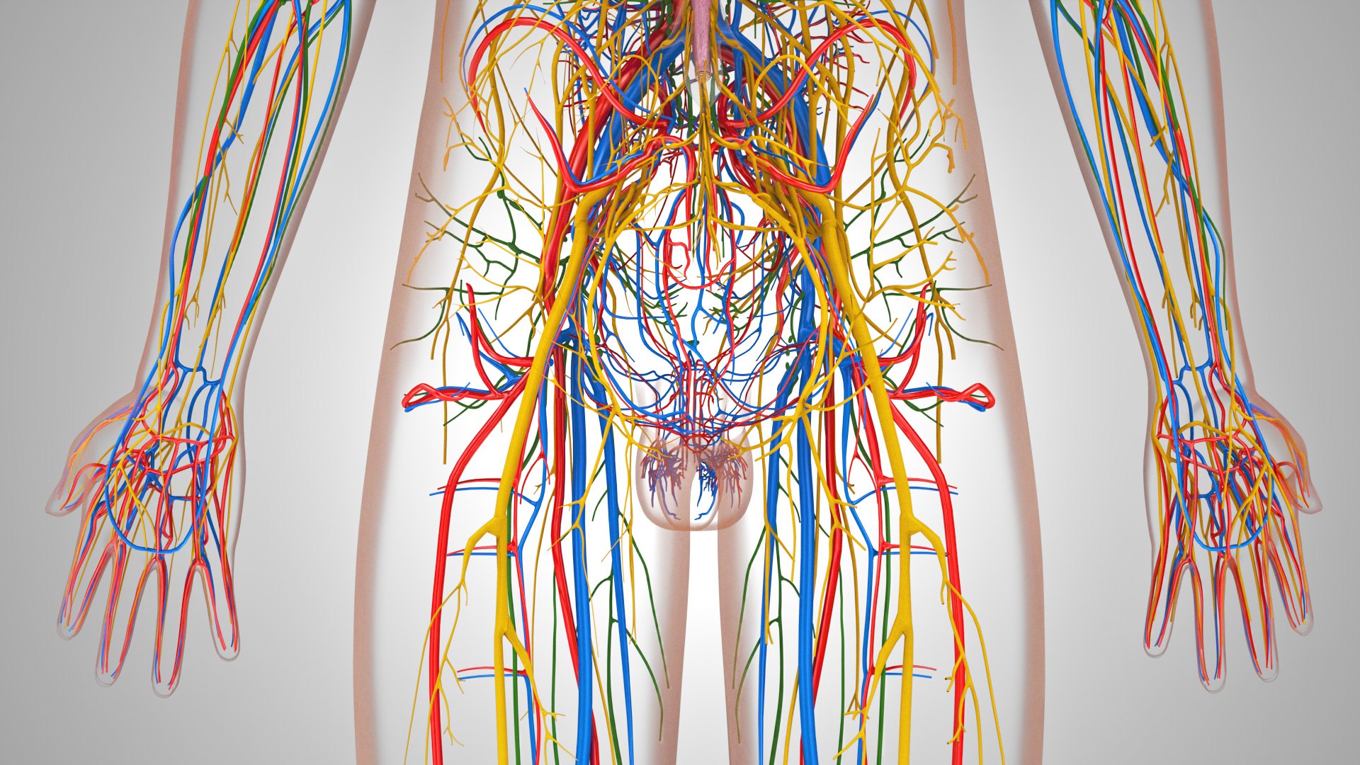 3D model Cardiovascular lymphatic nervous System https://p.turbosquid.com/ts-thumb/fz/PvZhUs/Oz/cardiovascularlymphaticnervousveinsarteriesheart_00044/jpg/1657890054/1920x1080/fit_q87/29ed20555436b48eeefa5b1f5824fddc7ab9b3ea/cardiovascularlymphaticnervousveinsarteriesheart_00044.jpg