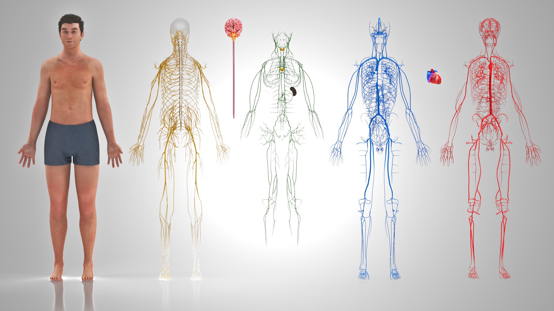 3D model Cardiovascular lymphatic nervous System https://p.turbosquid.com/ts-thumb/fz/PvZhUs/RV/cardiovascularlymphaticnervousveinsarteriesheart_00047/jpg/1657890057/1920x1080/fit_q87/f0bbf483649e39c6484a8210d746645952de54f6/cardiovascularlymphaticnervousveinsarteriesheart_00047.jpg