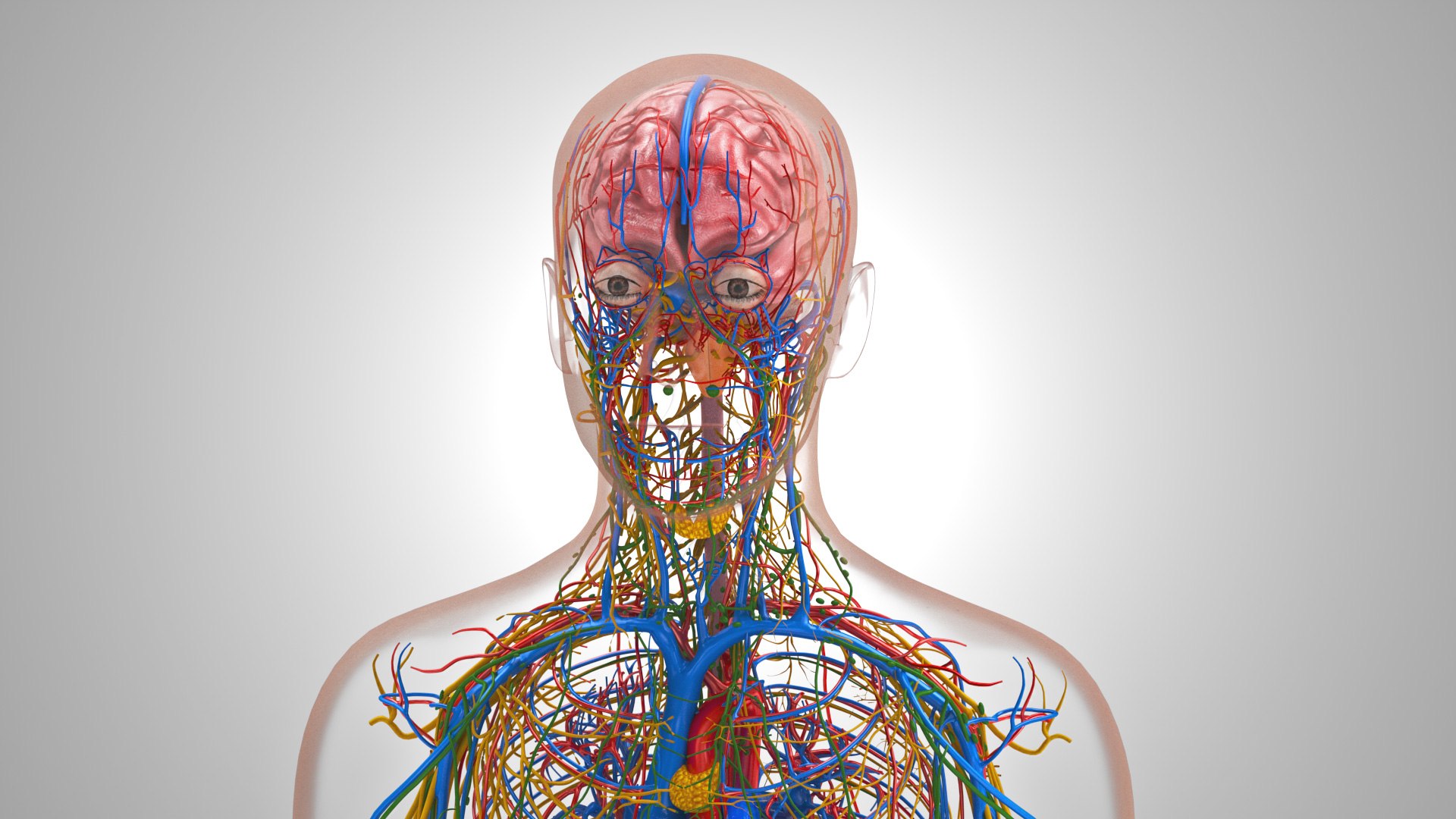 3D model Cardiovascular lymphatic nervous System https://p.turbosquid.com/ts-thumb/fz/PvZhUs/SW/cardiovascularlymphaticnervousveinsarteriesheart_00040/jpg/1657890053/1920x1080/fit_q87/2f39ac46d7e310d885a50216aaafb46974e0265a/cardiovascularlymphaticnervousveinsarteriesheart_00040.jpg