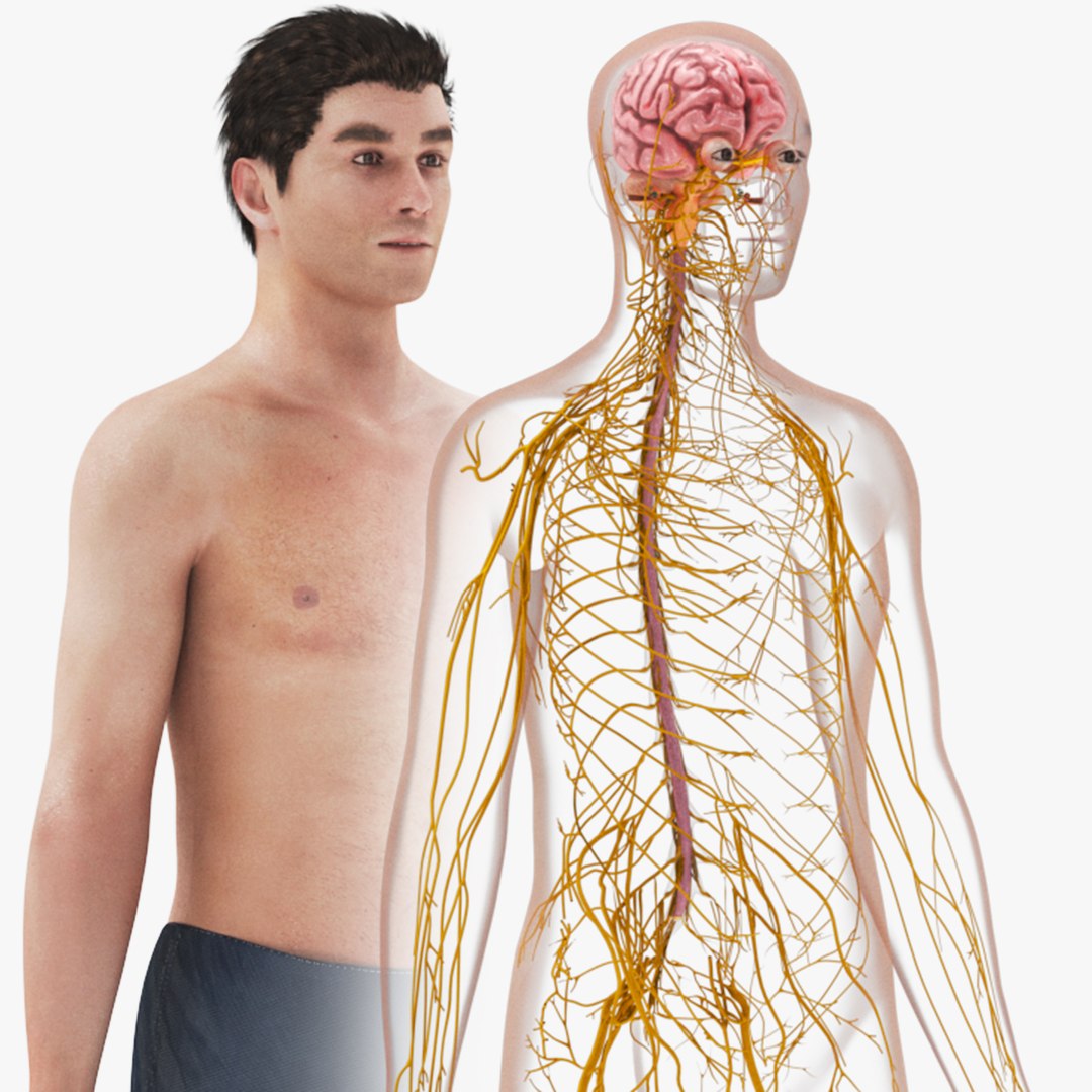 3D model Cardiovascular lymphatic nervous System https://p.turbosquid.com/ts-thumb/fz/PvZhUs/UW/sig3/jpg/1657890218/1920x1080/fit_q87/772fd48b2b4e164b315b18a9b468797004e2e0ea/sig3.jpg