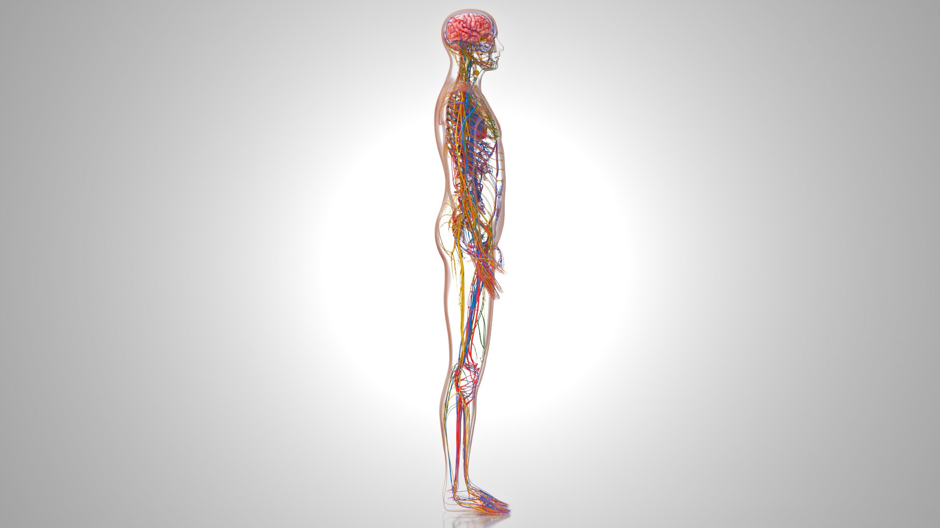 3D model Cardiovascular lymphatic nervous System https://p.turbosquid.com/ts-thumb/fz/PvZhUs/Ut/cardiovascularlymphaticnervousveinsarteriesheart_00035/jpg/1657890050/1920x1080/fit_q87/4e905afab1b31ce83ec92ddec85d608cf0e3f078/cardiovascularlymphaticnervousveinsarteriesheart_00035.jpg