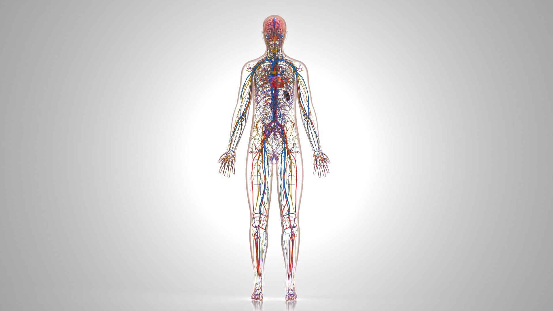 3D model Cardiovascular lymphatic nervous System https://p.turbosquid.com/ts-thumb/fz/PvZhUs/VR/cardiovascularlymphaticnervousveinsarteriesheart_00037/jpg/1657890051/1920x1080/fit_q87/3a390f8fd8ba71cb1b8e5269098026cd8c981b5e/cardiovascularlymphaticnervousveinsarteriesheart_00037.jpg