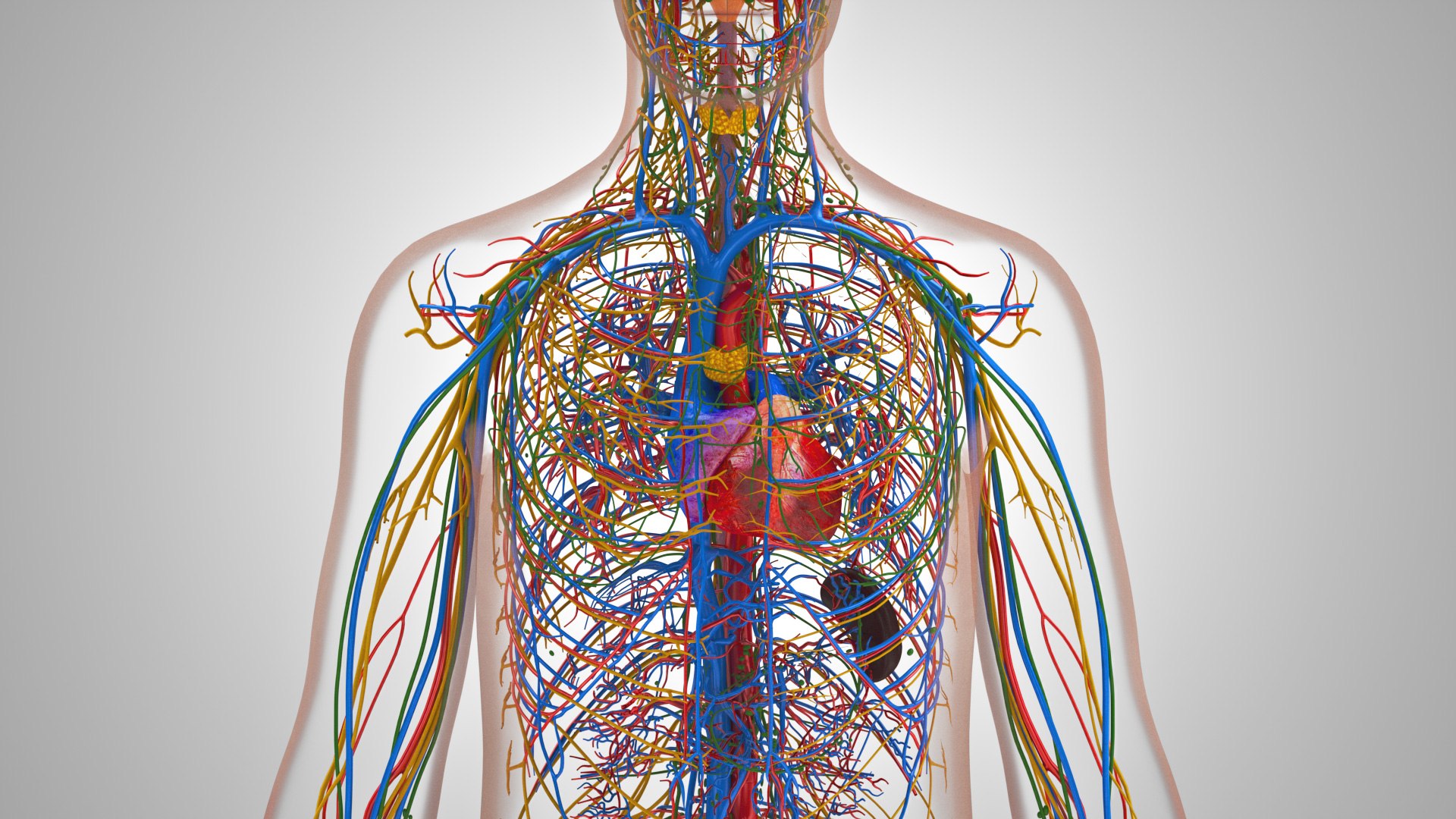 3D model Cardiovascular lymphatic nervous System https://p.turbosquid.com/ts-thumb/fz/PvZhUs/bO/cardiovascularlymphaticnervousveinsarteriesheart_00041/jpg/1657890053/1920x1080/fit_q87/07b2e28f7dcf9465799824a4eb62c0ff6bdfac2a/cardiovascularlymphaticnervousveinsarteriesheart_00041.jpg