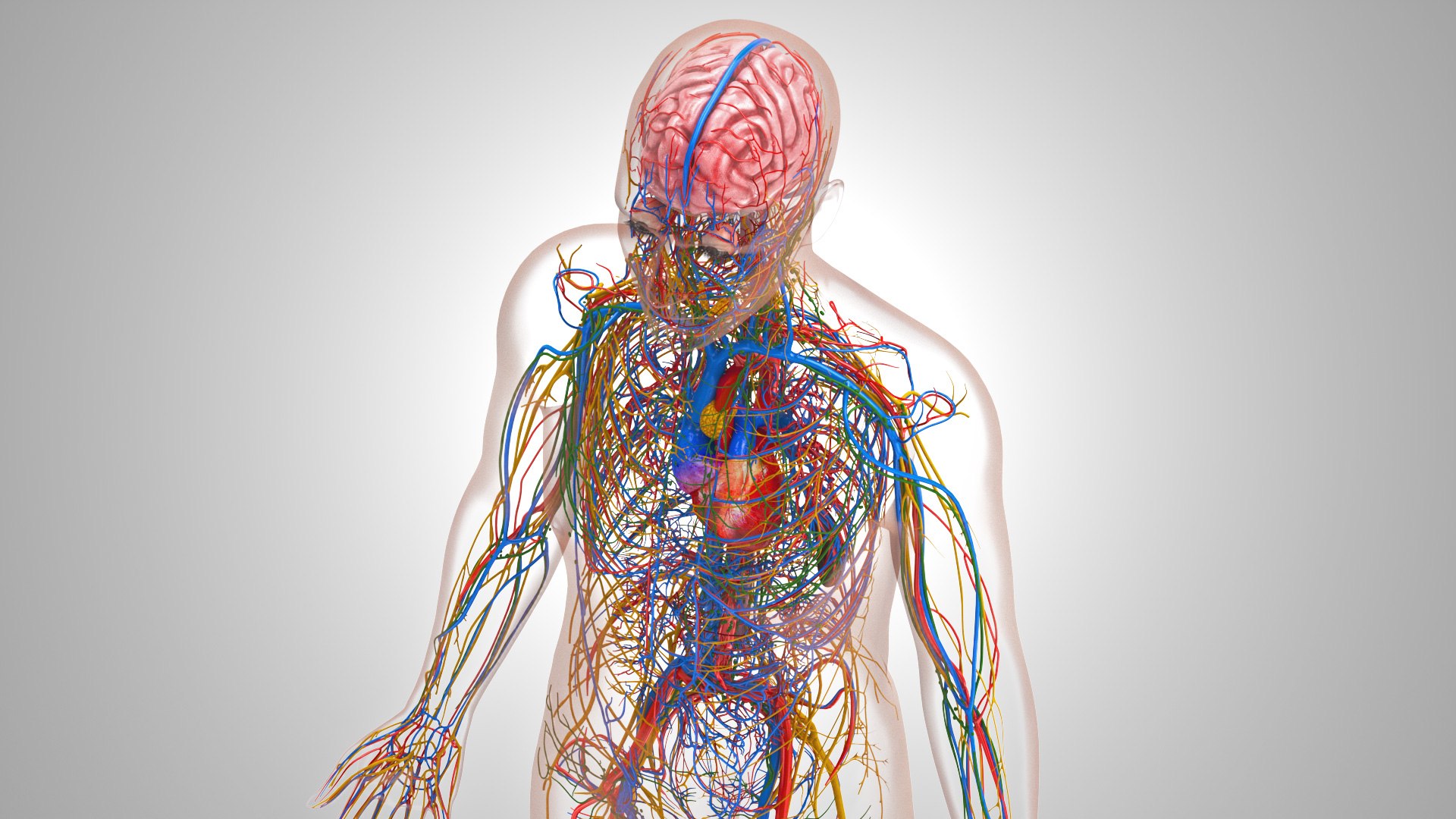 3D model Cardiovascular lymphatic nervous System https://p.turbosquid.com/ts-thumb/fz/PvZhUs/bz/cardiovascularlymphaticnervousveinsarteriesheart_00034/jpg/1657890049/1920x1080/fit_q87/66018ef41405dc9c5aa5f2b3697b1c05214ed61e/cardiovascularlymphaticnervousveinsarteriesheart_00034.jpg