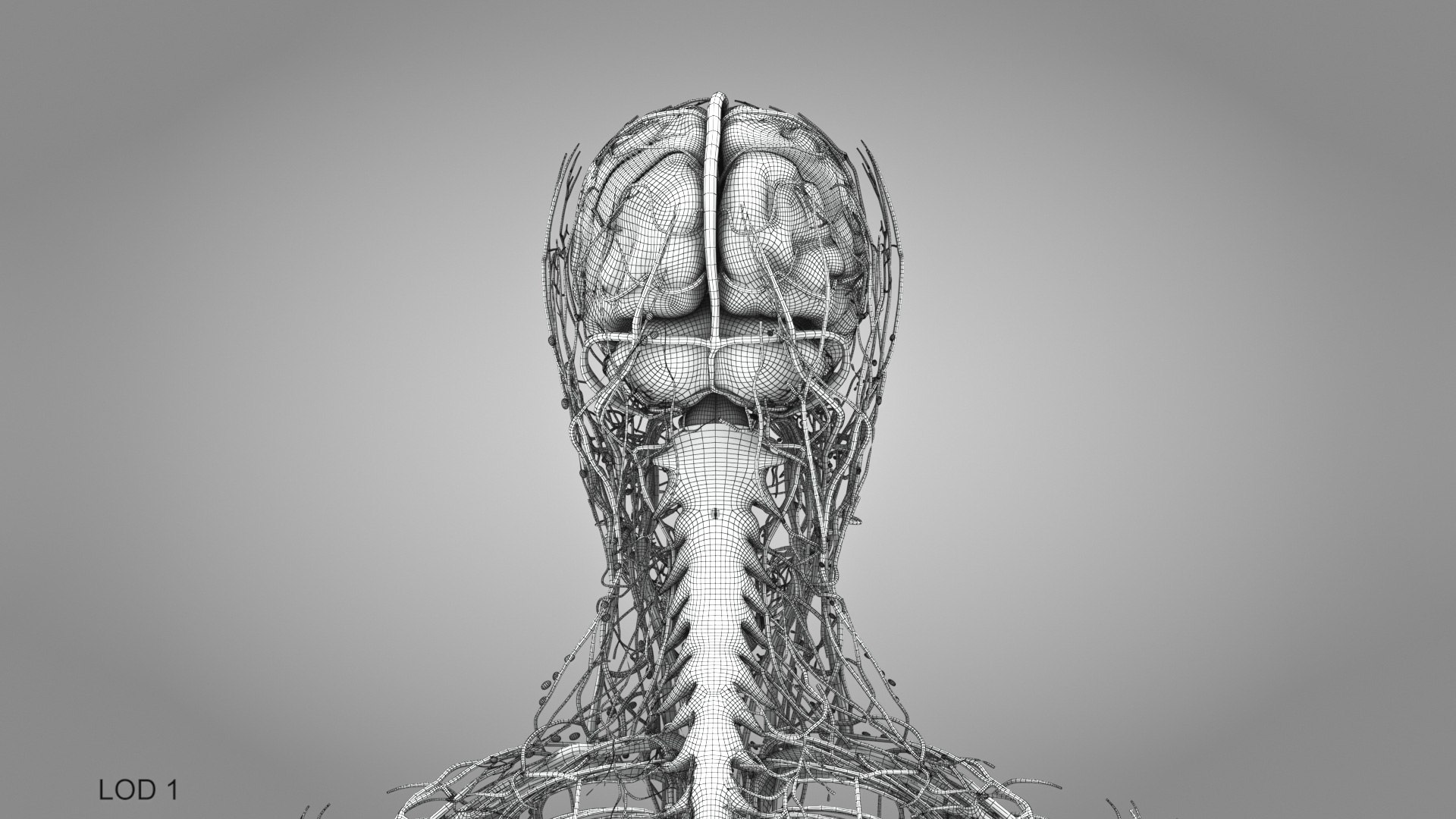 3D model Cardiovascular lymphatic nervous System https://p.turbosquid.com/ts-thumb/fz/PvZhUs/eV/cardiovascularlymphaticnervousveinsarteriesheart_00028/jpg/1657890104/1920x1080/fit_q87/5616258f92d1667506491afe3834d8d37101a744/cardiovascularlymphaticnervousveinsarteriesheart_00028.jpg