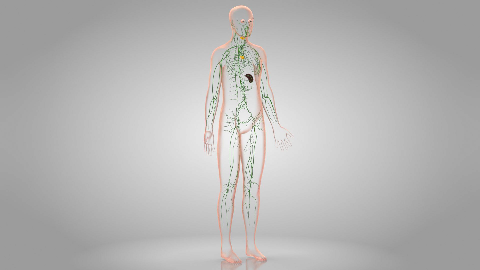 3D model Cardiovascular lymphatic nervous System https://p.turbosquid.com/ts-thumb/fz/PvZhUs/eb/humanlymphaticsystem_a/jpg/1657889854/1920x1080/turn_fit_q99/2a3bb46fc4f2fc88d0dcf9d9206e48e8e023fb41/humanlymphaticsystem_a-1.jpg