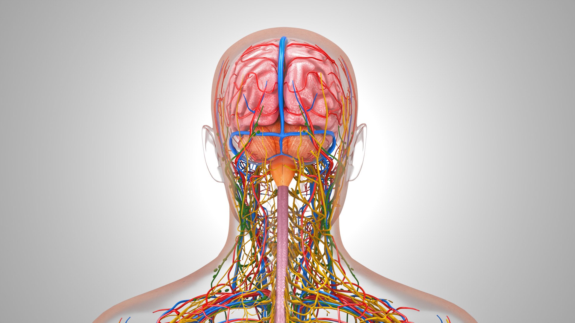 3D model Cardiovascular lymphatic nervous System https://p.turbosquid.com/ts-thumb/fz/PvZhUs/gA/cardiovascularlymphaticnervousveinsarteriesheart_00039/jpg/1657890052/1920x1080/fit_q87/a7dc1e9bbde4c5b9d90eaf81d57d8e1dd98c2afe/cardiovascularlymphaticnervousveinsarteriesheart_00039.jpg