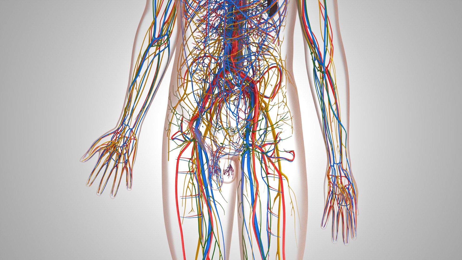 3D model Cardiovascular lymphatic nervous System https://p.turbosquid.com/ts-thumb/fz/PvZhUs/kk/cardiovascularlymphaticnervousveinsarteriesheart_00043/jpg/1657890054/1920x1080/fit_q87/d4049e26cc7ef575d2b5aabea676856688862699/cardiovascularlymphaticnervousveinsarteriesheart_00043.jpg