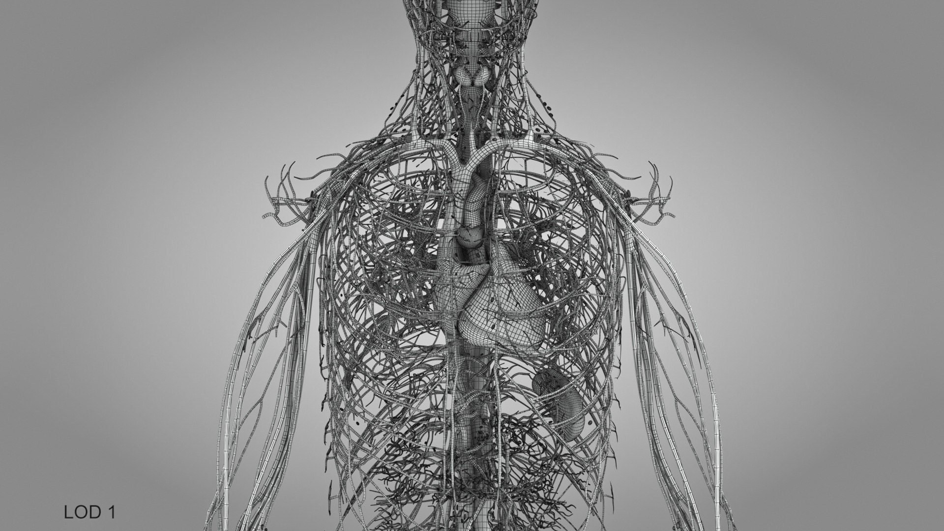 3D model Cardiovascular lymphatic nervous System https://p.turbosquid.com/ts-thumb/fz/PvZhUs/nJ/cardiovascularlymphaticnervousveinsarteriesheart_00032/jpg/1657890107/1920x1080/fit_q87/88c949108cf4d3accf1784ca0626ebd3e4863dcd/cardiovascularlymphaticnervousveinsarteriesheart_00032.jpg