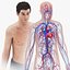 3D model Cardiovascular lymphatic nervous System