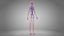 3D model Cardiovascular lymphatic nervous System