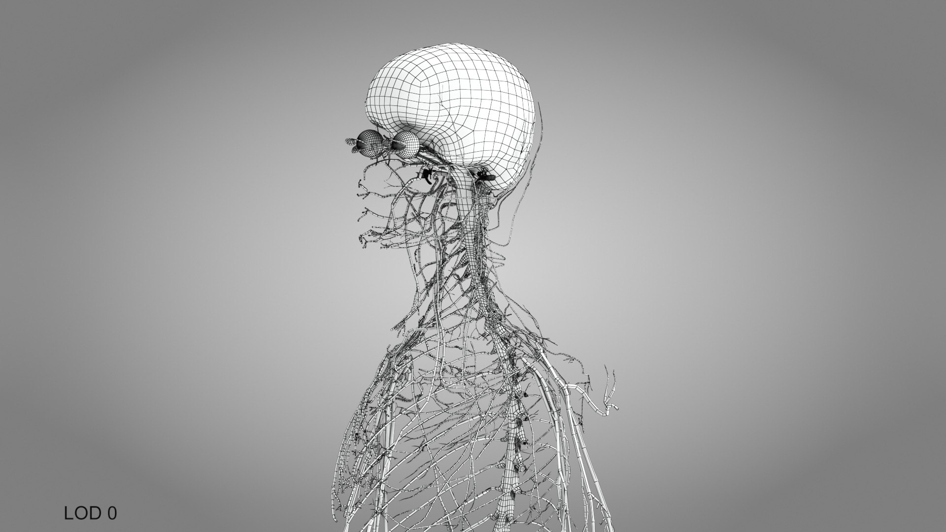 3D model Cardiovascular lymphatic nervous System https://p.turbosquid.com/ts-thumb/fz/PvZhUs/v0/brainandnervoussystem_00005/jpg/1657890239/1920x1080/fit_q87/71a8be3314509bdcf45877426cd45e945377c025/brainandnervoussystem_00005.jpg