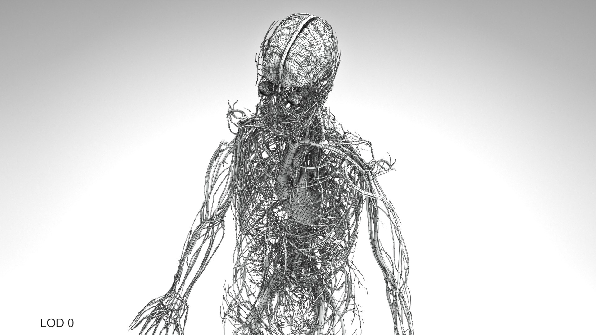 3D model Cardiovascular lymphatic nervous System https://p.turbosquid.com/ts-thumb/fz/PvZhUs/v8/cardiovascularlymphaticnervousveinsarteriesheart_00017/jpg/1657890100/1920x1080/fit_q87/a771a0f944d33a45542b04a0e172e7255fea9b8b/cardiovascularlymphaticnervousveinsarteriesheart_00017.jpg