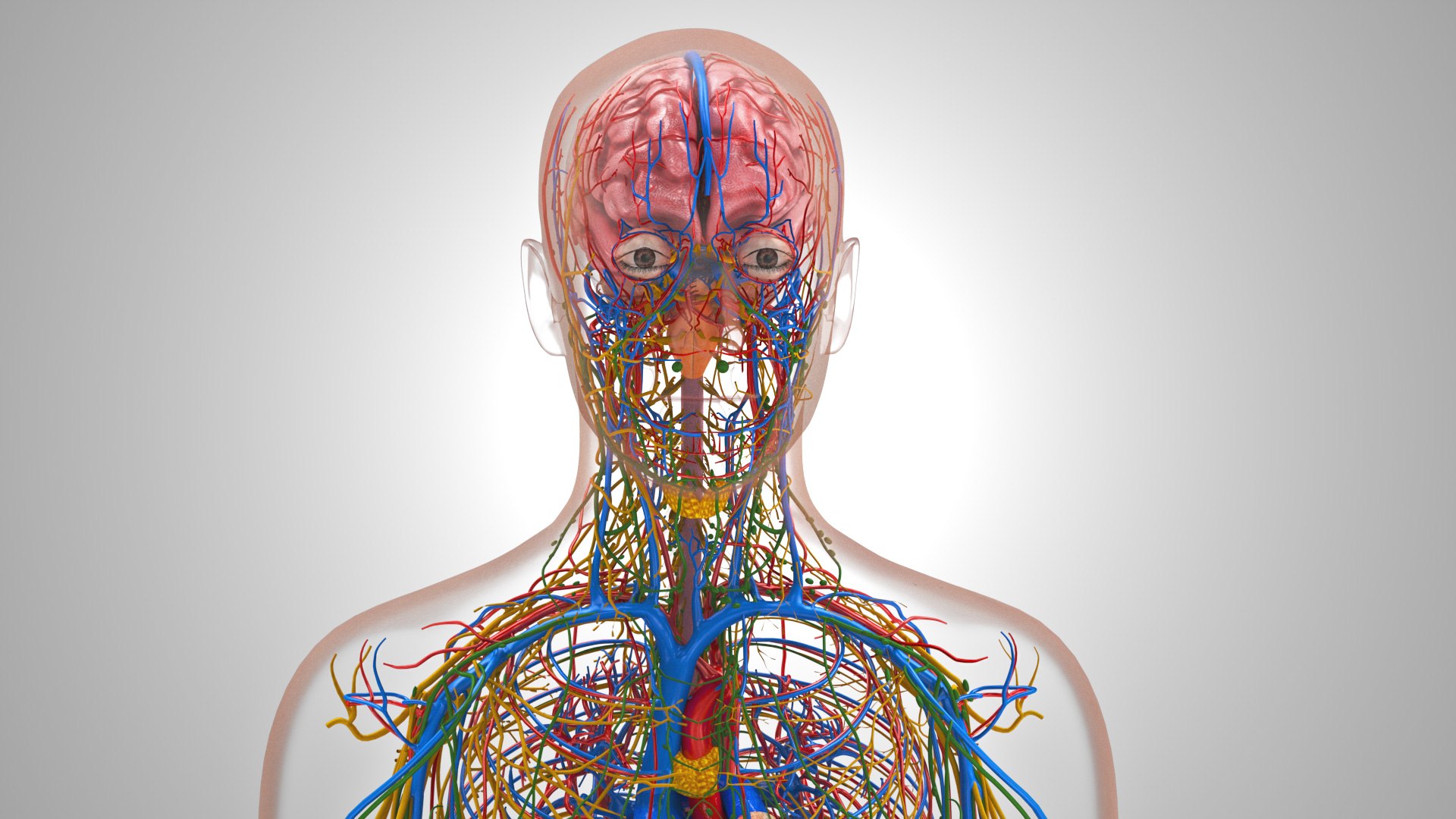 3D model Cardiovascular lymphatic nervous System https://p.turbosquid.com/ts-thumb/fz/PvZhUs/xx/cardiovascularlymphaticnervousveinsarteriesheart_00033/jpg/1657890049/1920x1080/fit_q87/b2384ae18836e4f0e6658f815aec7b99525f975b/cardiovascularlymphaticnervousveinsarteriesheart_00033.jpg