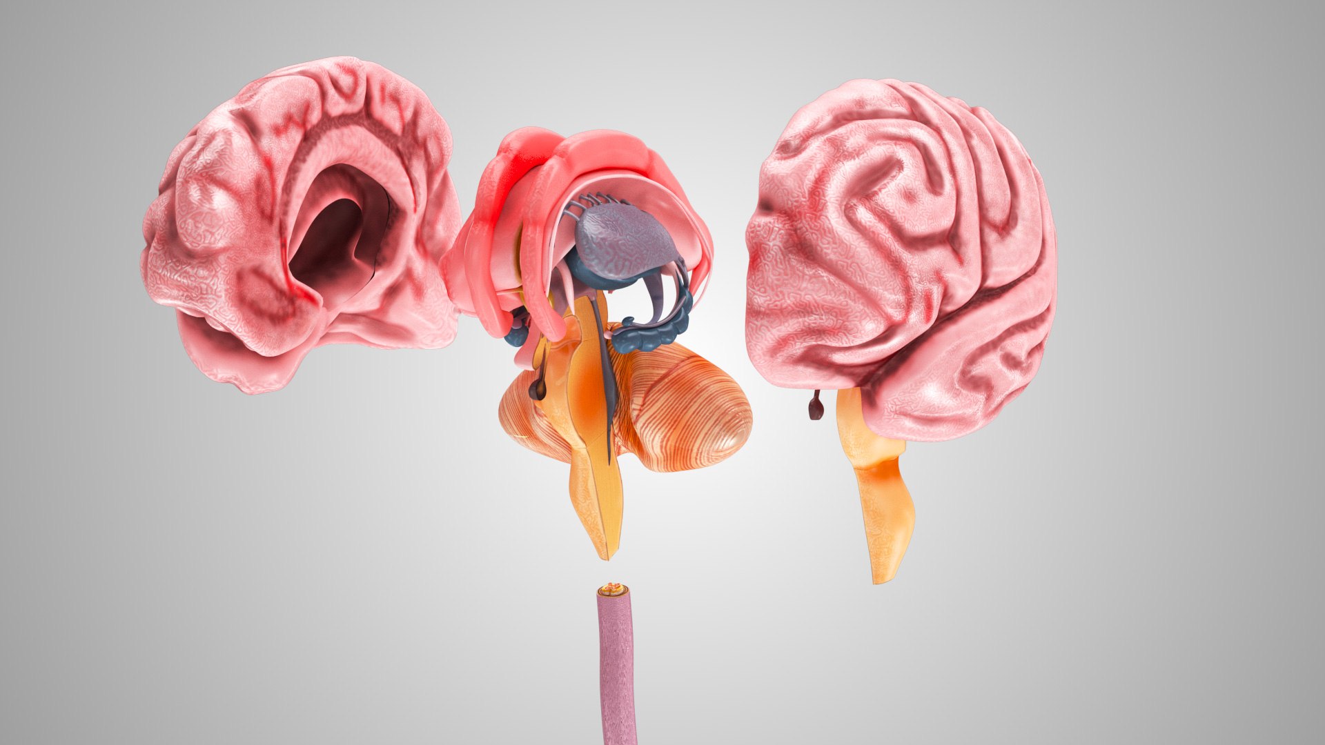 3D model Cardiovascular lymphatic nervous System https://p.turbosquid.com/ts-thumb/fz/PvZhUs/yv/brainandnervoussystem_0032/jpg/1657890239/1920x1080/fit_q87/a258b1ed2aafe8509da223bd60a48c204cb2026b/brainandnervoussystem_0032.jpg