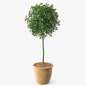 Holly Pot Plant 3D model