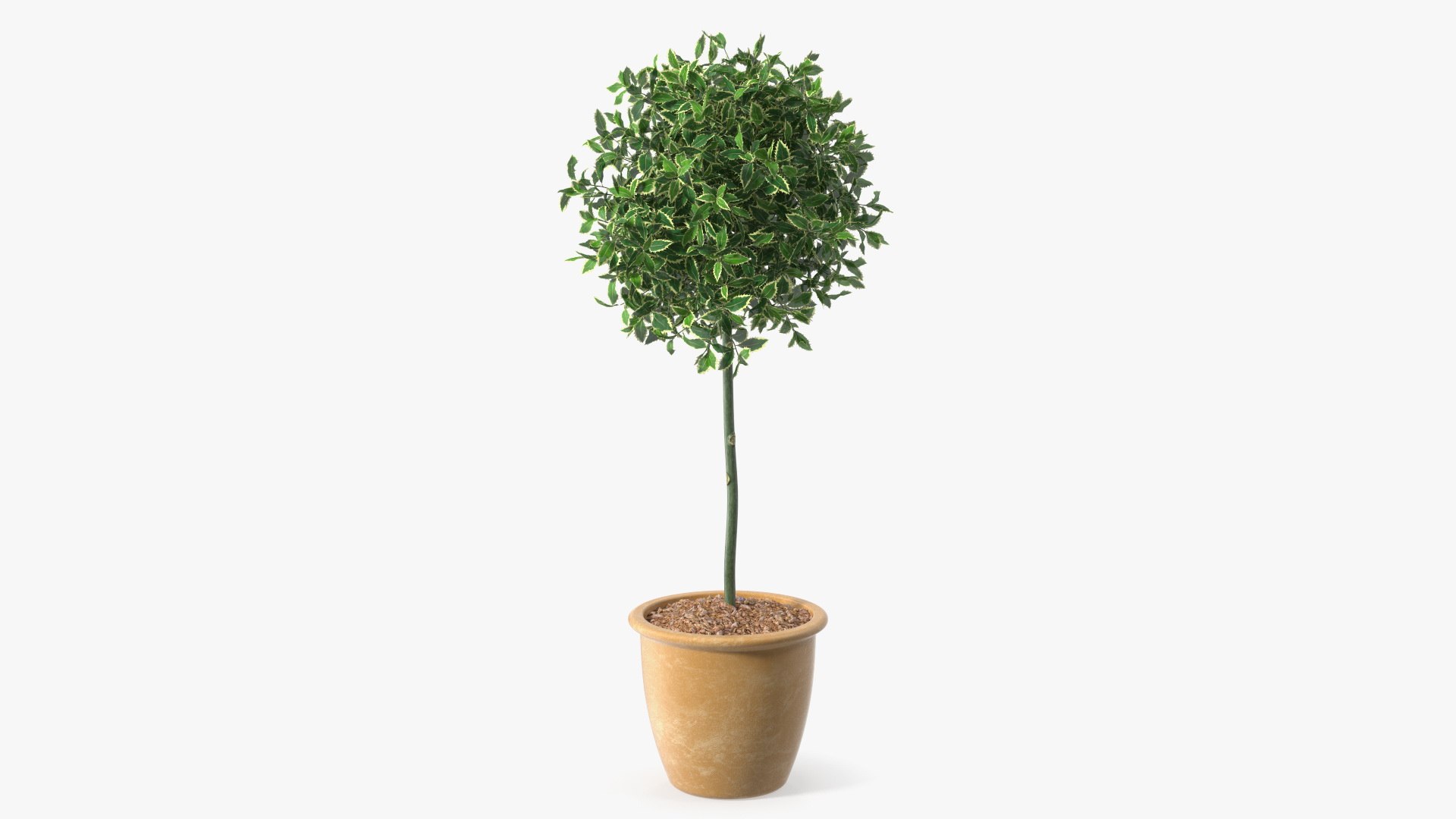 Holly Pot Plant 3D model preview