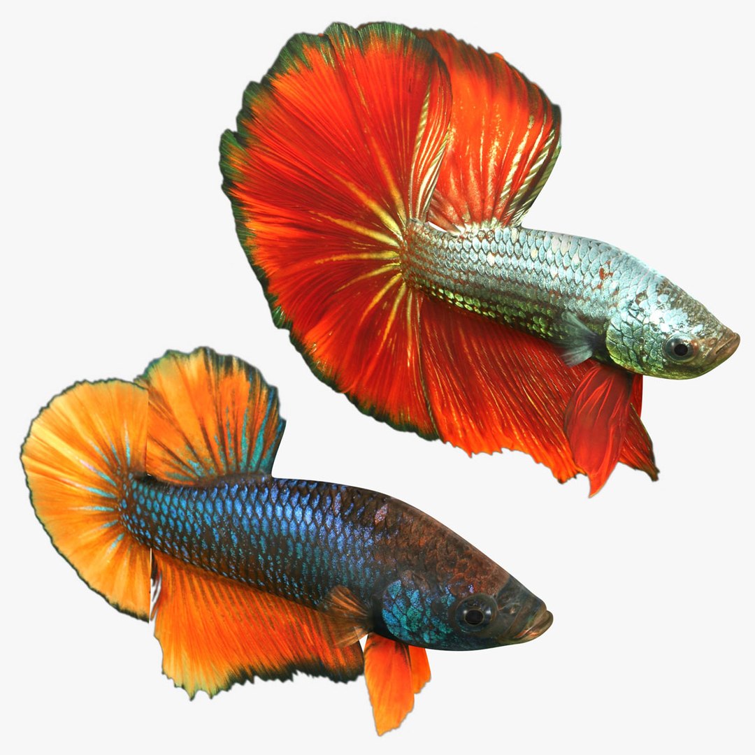 3D model betta rigged set - TurboSquid 1550303