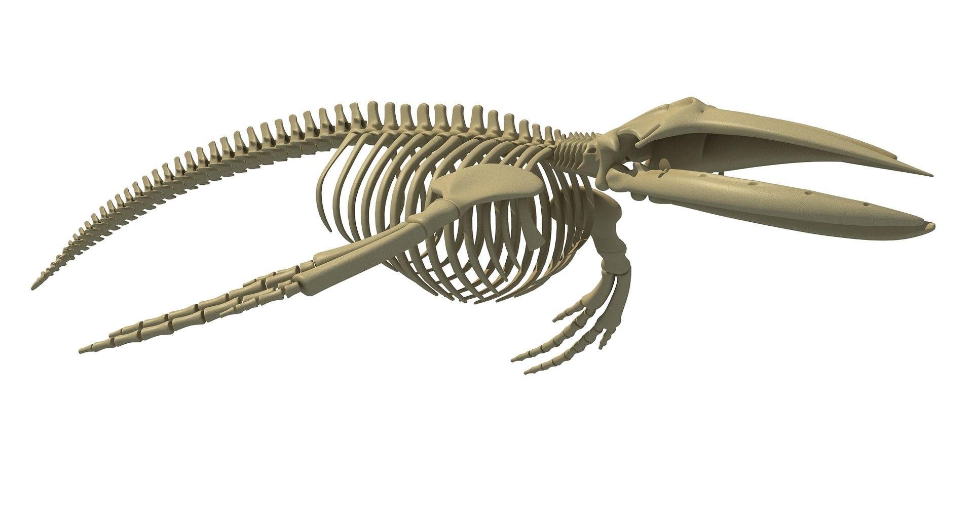 3D whale shark skeletons - TurboSquid 1257138