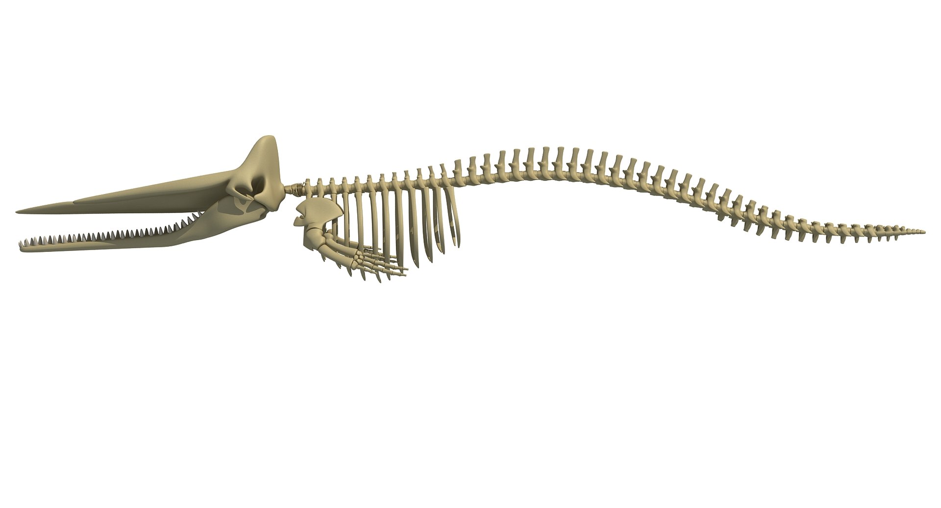 3D whale shark skeletons - TurboSquid 1257138