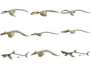 Whales and Sharks Skeletons