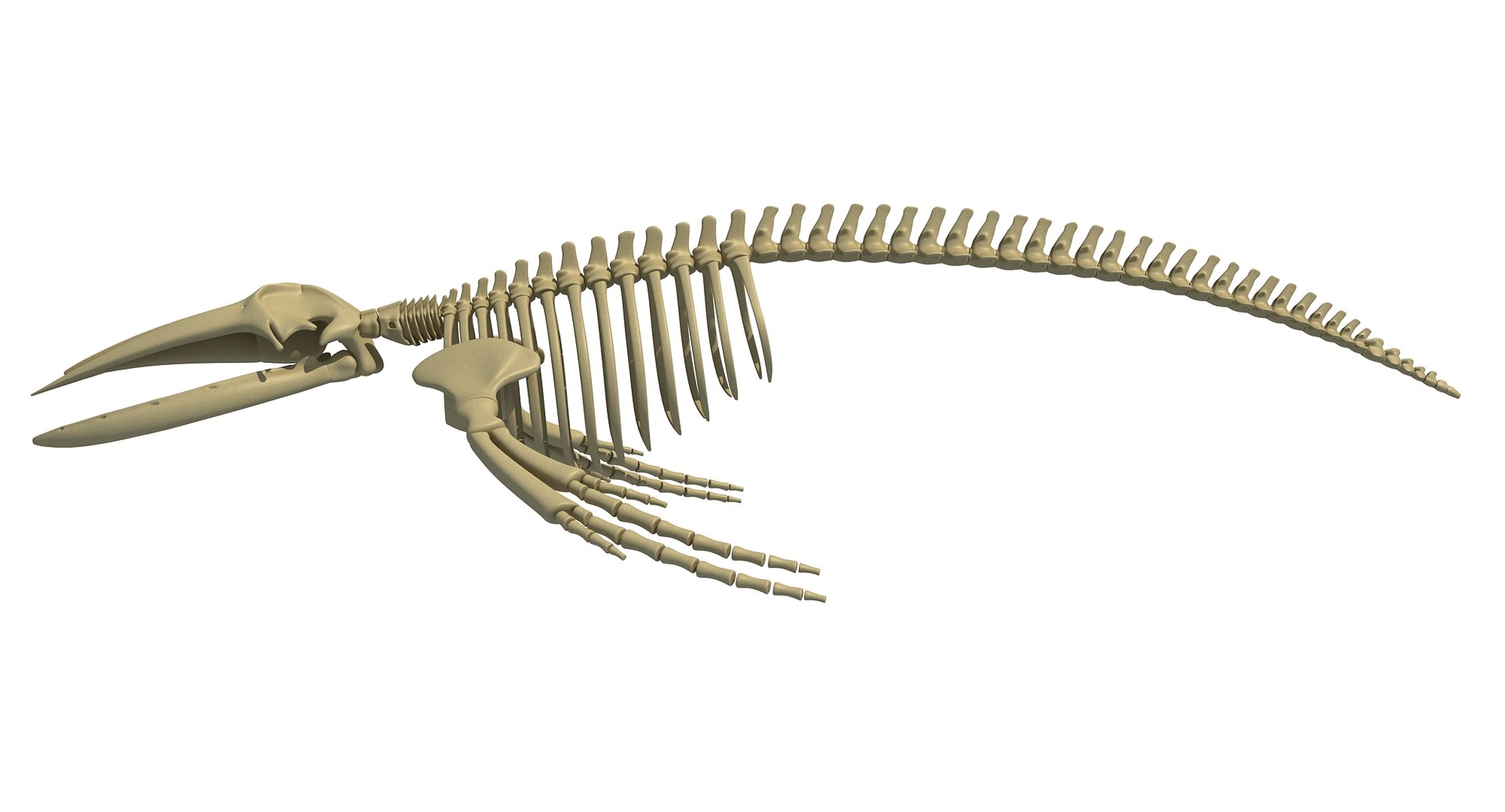 3D whale shark skeletons - TurboSquid 1257138