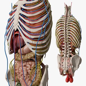 3D Male Torso Anatomy model